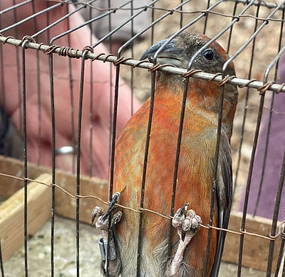 Росприроднадзор оштрафовал гражданина за незаконную торговлю птицами